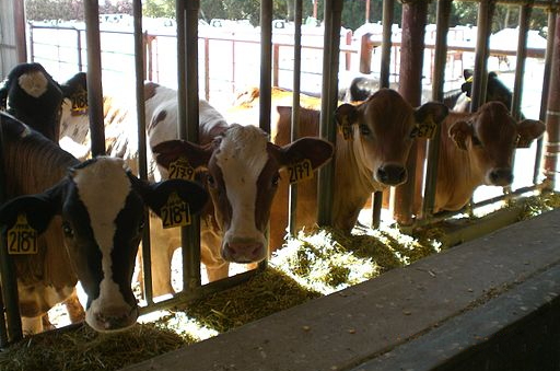 Cows in manger