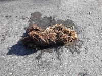 Small image of drain clog found during hydrojetting