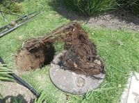 Small image of drain clog found during hydrojetting